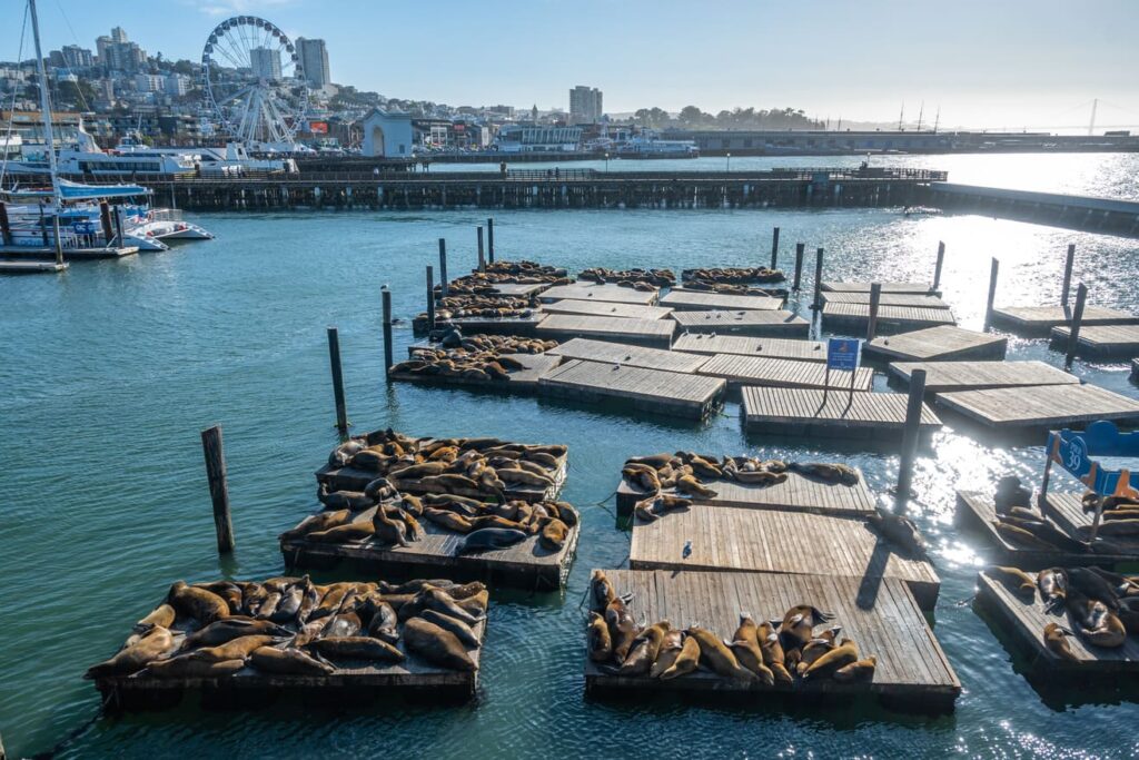 San Francisco, Pier 39